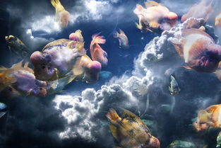紫鳗虾虎鱼，探索神秘海洋生物与房产市场的奇妙联系