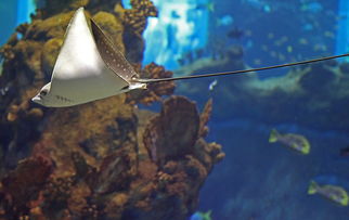 紫鳗虾虎鱼，探索神秘海洋生物与房产市场的奇妙联系